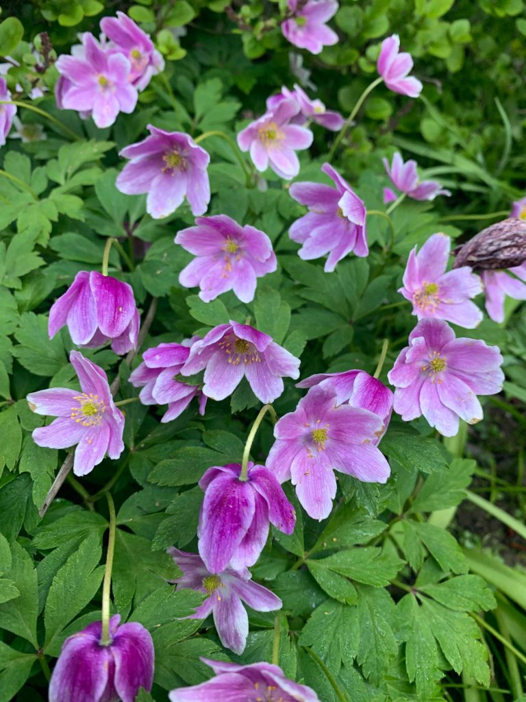 A photo from the Kachemak Gardener's 2021 season. (Photo by Rosemary Fitzpatrick)