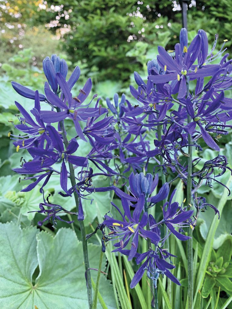 A photo from the Kachemak Gardener's 2021 season. (Photo by Rosemary Fitzpatrick)