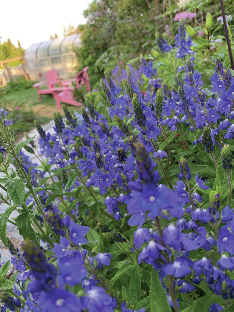 A photo from the Kachemak Gardener's 2021 season. (Photo by Rosemary Fitzpatrick)