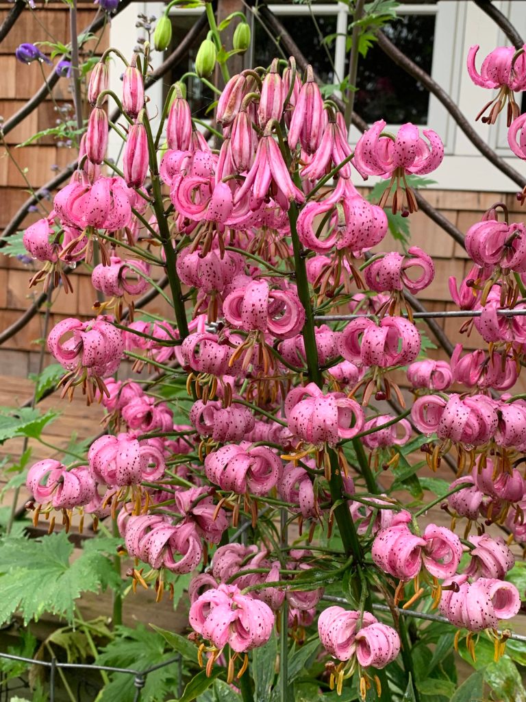 A photo from the Kachemak Gardener's 2021 season. (Photo by Rosemary Fitzpatrick)