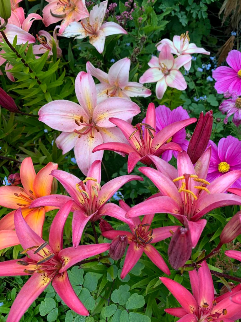 A photo from the Kachemak Gardener's 2021 season. (Photo by Rosemary Fitzpatrick)