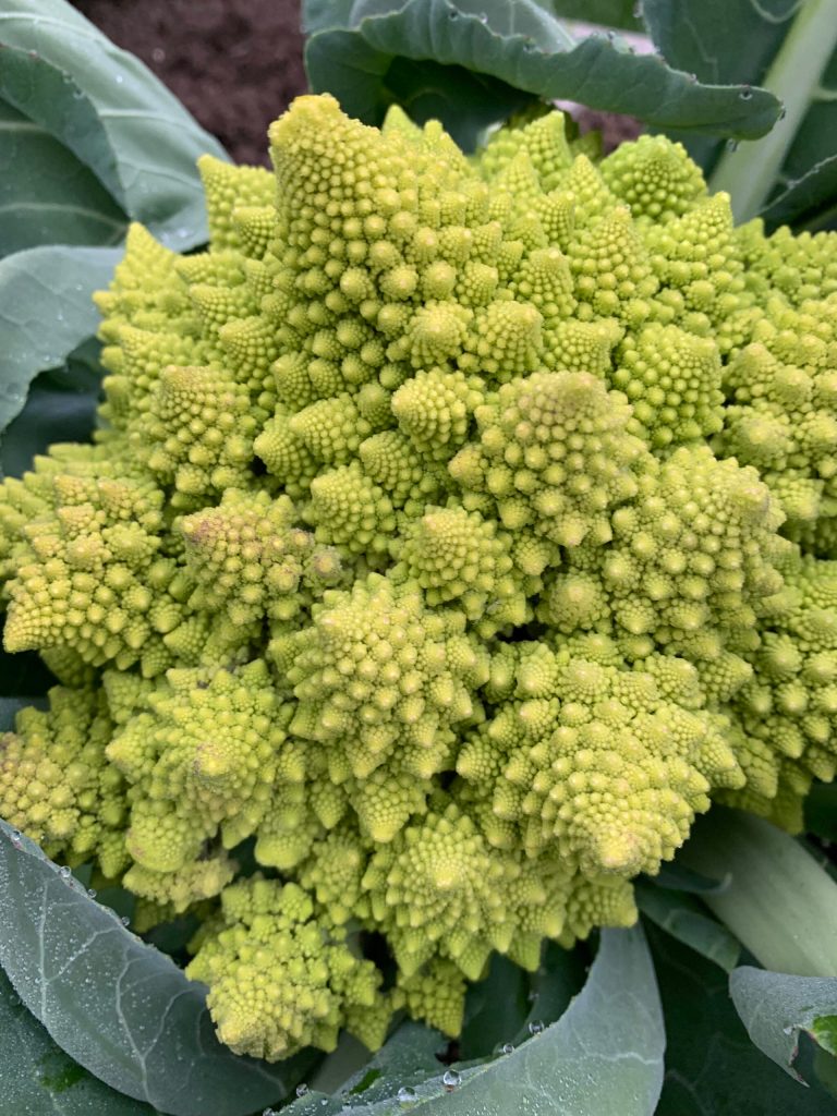 A photo from the Kachemak Gardener's 2021 season. (Photo by Rosemary Fitzpatrick)