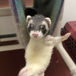 Nyx and Lily (Photo courtesy of Alaska Mindful Paws)