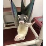 Nyx and Lily (Photo courtesy of Alaska Mindful Paws)