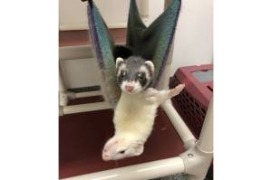 Nyx and Lily (Photo courtesy of Alaska Mindful Paws)