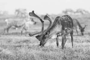 Photo by Malkolm Boothroyd
Porcupine caribou graze in the Arctic National Wildlife Refuge.
