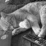 Photo courtesy of Alaska Mindful Paws 
Pumpkin