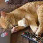 Pumpkin (Photo courtesy of Alaska Mindful Paws)