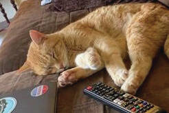 Pumpkin (Photo courtesy of Alaska Mindful Paws)