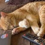 Pumpkin (Photo courtesy of Alaska Mindful Paws)