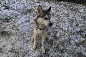 Khaleesi (Photo courtest of Alaska Mindful Paws)