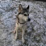 Khaleesi (Photo courtest of Alaska Mindful Paws)