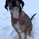 Ralph (Photo courtesy of Alaska Mindful Paws)