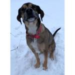 Ralph (Photo courtesy of Alaska Mindful Paws)