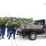 Coast Guardsmen and state employees load the Together Tree bound for the Alaska Governors Mansion on a truck on Nov. 29, 2021 after the Coast Guard Cutter Elderberry transported the tree from Wrangell. (USCG photo / Petty Officer 2nd Class Lexie Preston)