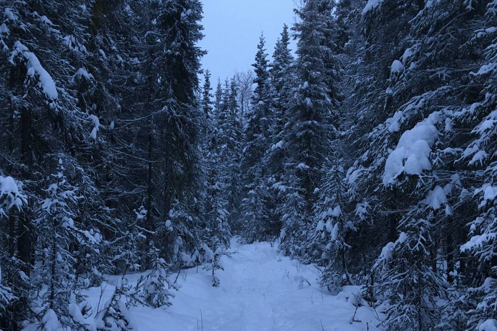 Spruce trees are dusted with snow on Dec. 22, 2020, in the Kenai National Wildlife Refuge near Soldotna, Alaska. Some areas of the refuge are open to harvest of holiday trees for non-commercial  uses beginning Thanksgiving. (Photo by Jeff Helminiak/Peninsula Clarion)