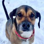 Ralph (Photo courtesy of Alaska Mindful Paws)