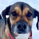 Ralph (Photo courtesy of Alaska Mindful Paws)