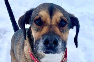 Ralph (Photo courtesy of Alaska Mindful Paws)