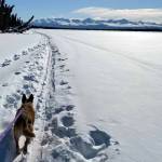 Sun coming through snow-covered branches with cross-country ski tracks on trail. (Photo by Ashley Lutto/USFWS)