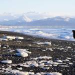 Ice lies scattered on the beach on Thursday, Dec. 2, 2021, at Mariner Park on the Homer Spit, Alaska. Extreme high tides last week pushed ice bergs from the bay up on the beach. (Photo by Michael Armstrong/Homer News)