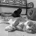 Photo courtesy of Alaska Mindful Paws 
Pets of the Week: Rambo and Precious.