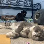 Pets of the Week: Rambo and Precious. (Photo courtesy of Alaska Mindful Paws)