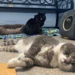 Pets of the Week: Rambo and Precious.