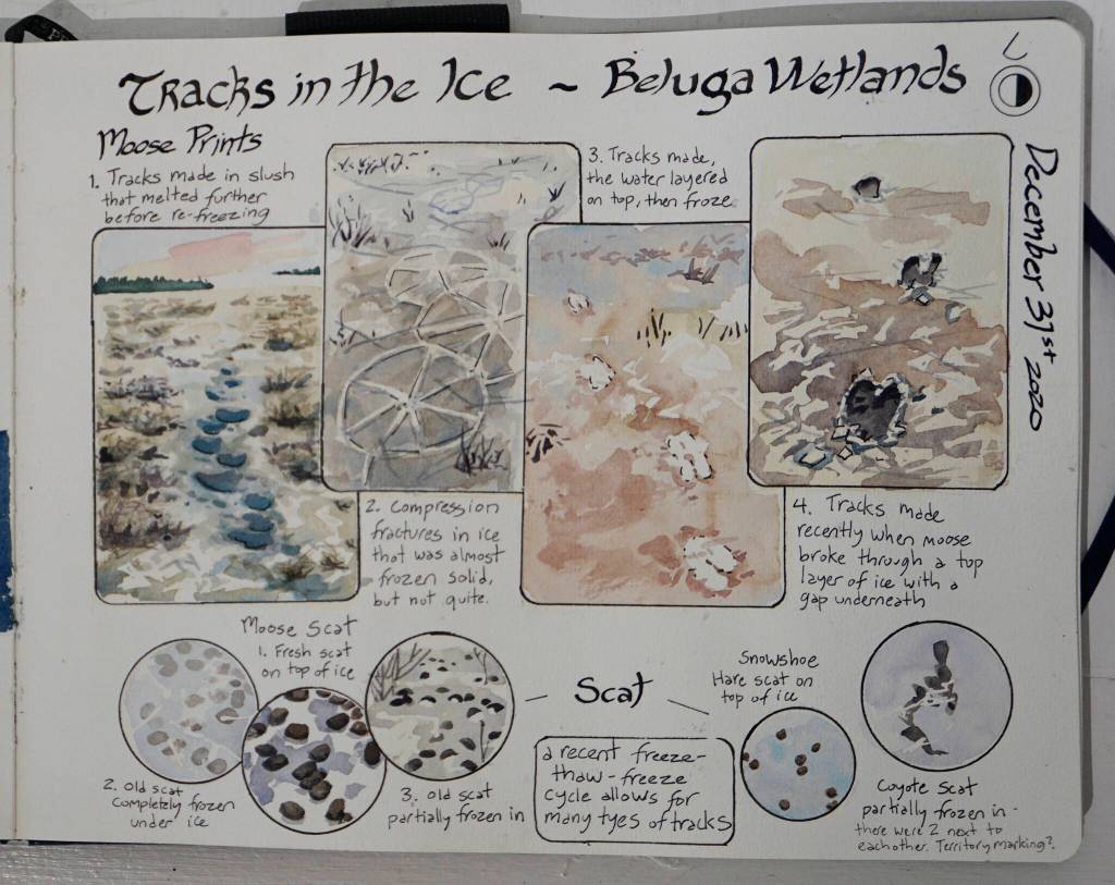 Kim McNetts exhibit at Bunnell Street Arts Center includes images from her nature journals. The show continues through Dec. 24, 2021, at the gallery in Homer, Alaska. (Photo by Michael Armstrong/Homer News)