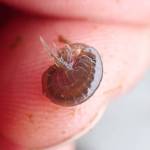 A scud (Gammarus lacustris) collected from North Vogel Lake. Trout and other fish depend on invertebrates like this scud for food. (Photo by Matt Bowser/USFWS)