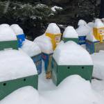 Snow covers surplus newspaper boxes at the Homer News earlier this mont, a reminder of how much snow fell in Homer before a post-Christmas warm spell melted the snow and turned streets icy. The weather forecast calls for snow and then cold, clear weather for the new year. (Photo by Michael Armstrong/Homer News)