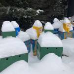 Snow covers surplus newspaper boxes at the Homer News earlier this mont, a reminder of how much snow fell in Homer before a post-Christmas warm spell melted the snow and turned streets icy. The weather forecast calls for snow and then cold, clear weather for the new year. (Photo by Michael Armstrong/Homer News)