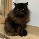 Pet of the Week: Precious. (Photo courtesy of Alaska Mindful Paws)