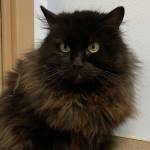 Pet of the Week: Precious