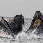 This photo shows humpack whales in Juneau. (Michael Penn /Juneau Empire File)