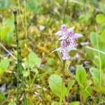 A flowering roundleaf orchid (Galearis rotundifolia). A splash of bright color on a green ground cover. (Photo by Samuel Artaiz/USFWS)