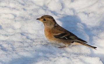 Another brambling is spotted during the Homer Christmas Bird Count. (Photo by Charlie Gibson)