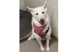 Clarke (Photo courtesy of Alaska Mindful Paws)