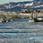 Ice clogs part of the Homer Harbor on Friday, Jan. 7, 2022, in Homer, Alaska. (Photo by Michael ARmstrong/Homer News)