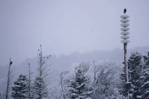 A bald eagle perches on top of the tsunami warning tower on Sunday, Nov. 29, 2020, at Bishops Beach in Homer, Alaska, while another eagle sits in nearby trees with a small murder of crows. (Photo by Michael Armstrong/Homer News)