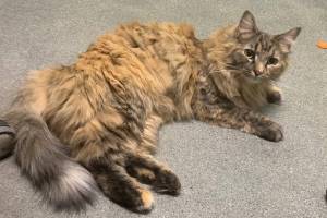 Emily Dickinson (Photo courtesy of Alaska Mindful Paws)