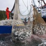 Commercial seine fishers haul their net while fishing for pink and chum salmon in Chatham Strait, Admiralty Island, Alaska. (Supplied photo)
