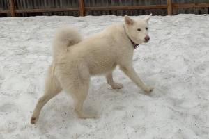 Clarke (Photo courtesy of Alaska Mindful Paws)