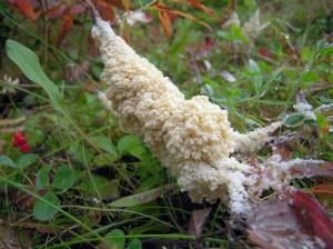 Dog sick fungus, named for its resemblance to canine vomit, is neither vomit nor a fungus. It is a kind of slime mold common in tundra. (Photo by Matt Bowser/USFWS)