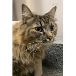 Emily Dickinson (Photo courtesy of Alaska Mindful Paws)