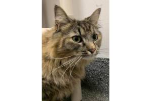 Emily Dickinson (Photo courtesy of Alaska Mindful Paws)