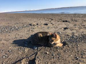 Benito lays on North Kenai Beach on April 16, 2021. (Camille Botello)