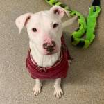 Angel (Photo courtesy of Alaska Mindful Paws)