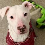 Angel (Photo courtesy of Alaska Mindful Paws)