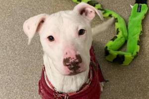 Angel (Photo courtesy of Alaska Mindful Paws)